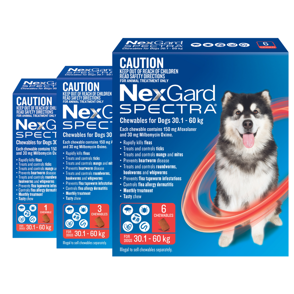 Nexgard spectra large best sale